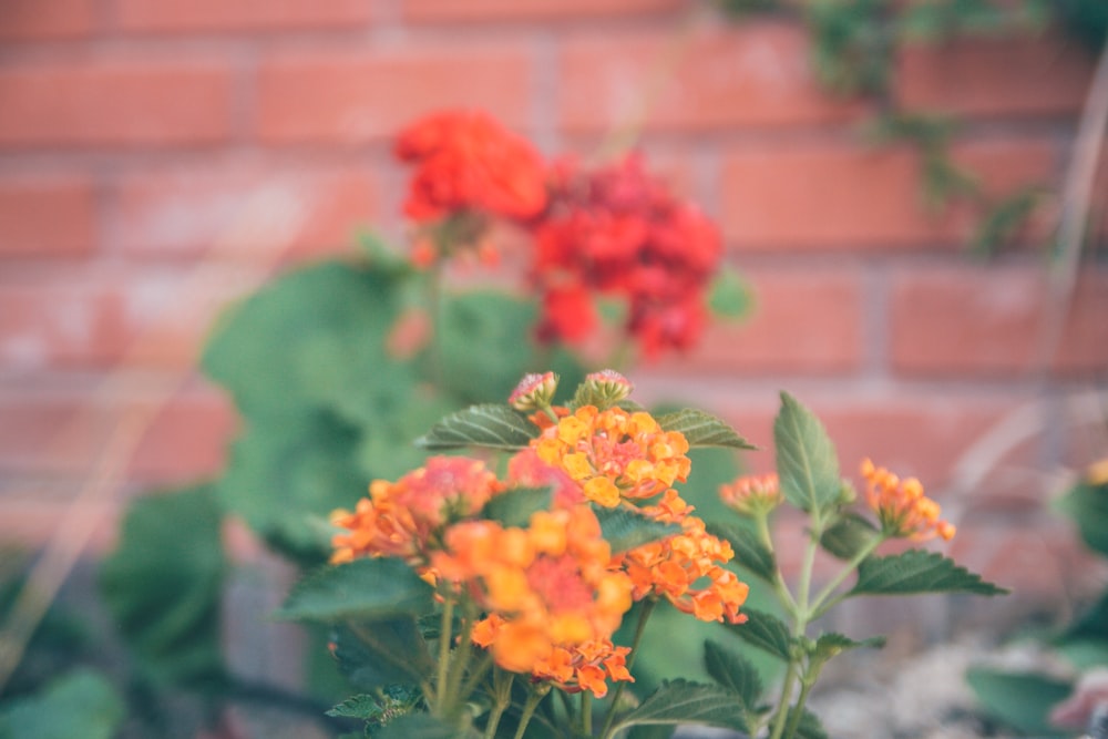 orange and red petaled flower