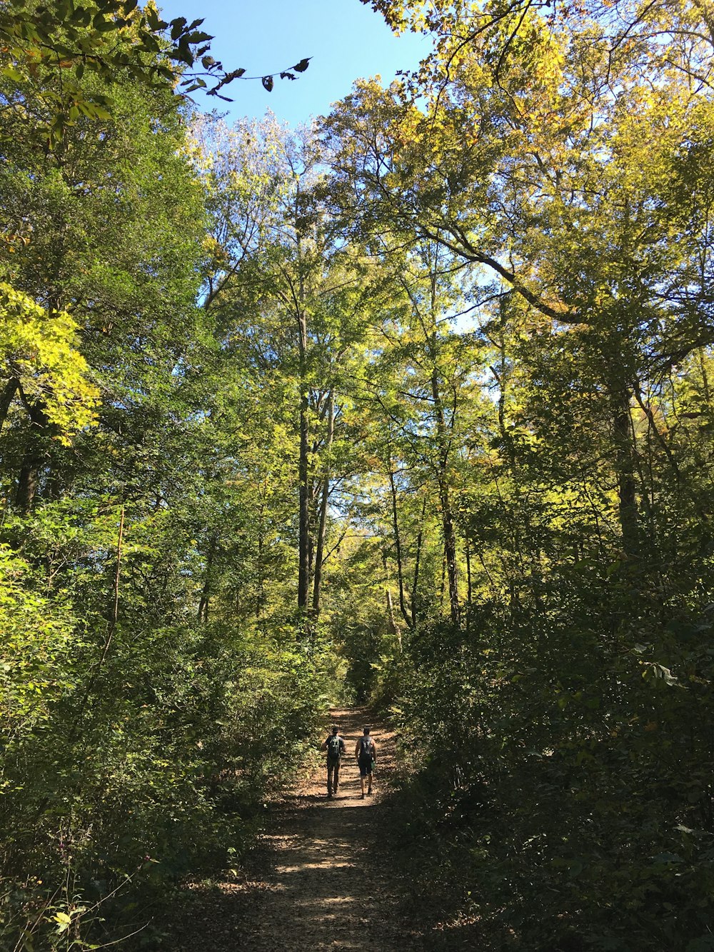 brown road between green treees