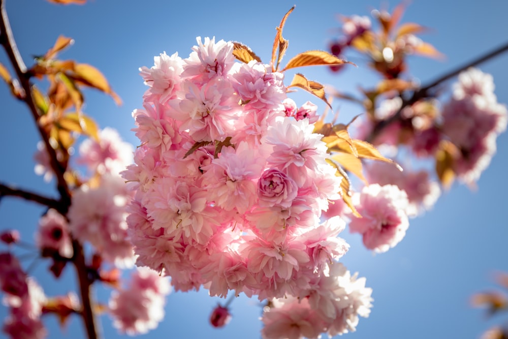 shallow focus photo of pink flowers