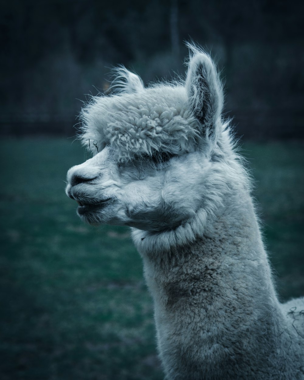 close-up photo of white llama