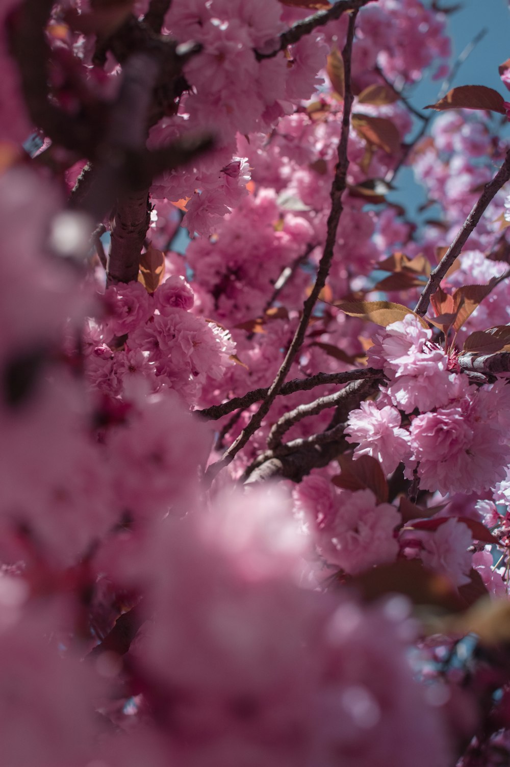 tre florido de pétalas cor-de-rosa