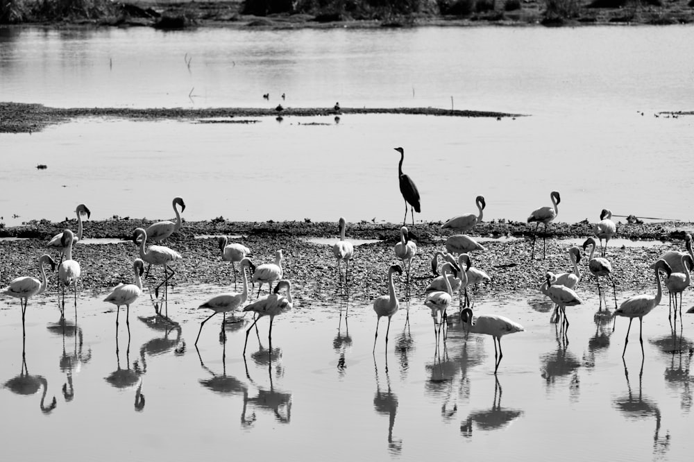 flamingos no corpo de água