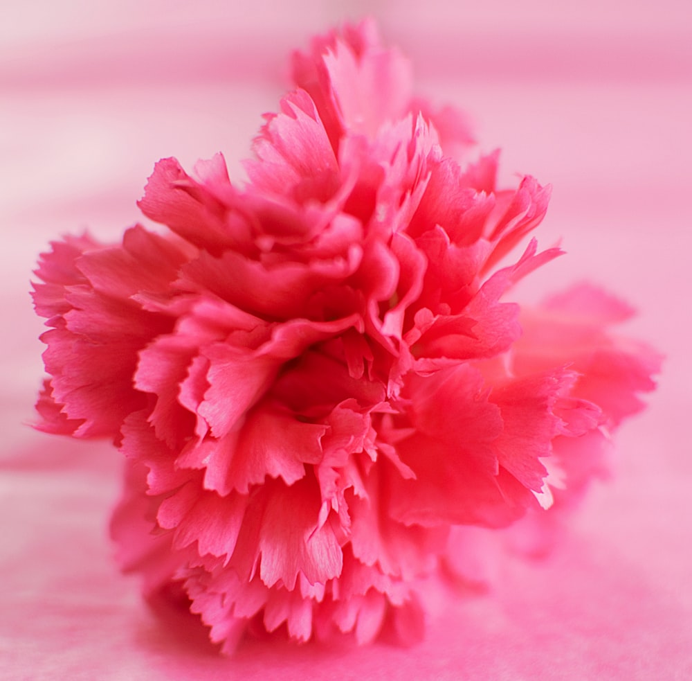 pink petaled flower