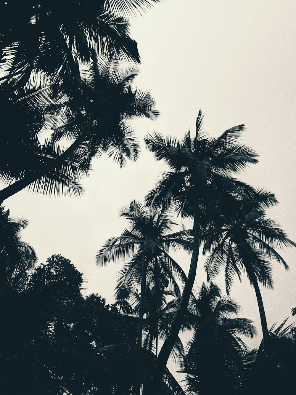 green coconut tree under calm sky