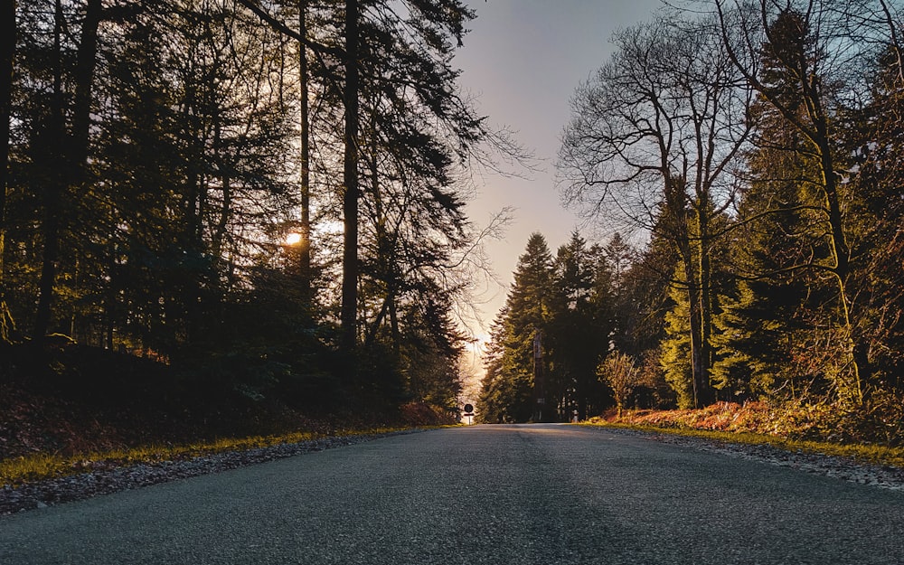 Straße mit Bäumen an der Seite