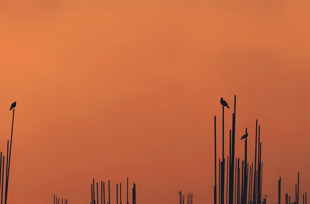 silhouette of birds on sticks during daytime