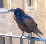 A black raven is perched on a metal railing, against a backdrop of stone walls with windows. The bird's feathers have a glossy sheen, reflecting light in shades of blue and purple.
