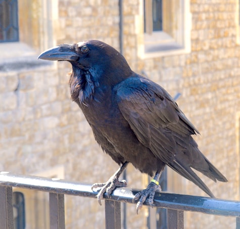 A black raven is perched on a metal railing, against a backdrop of stone walls with windows. The bird's feathers have a glossy sheen, reflecting light in shades of blue and purple.