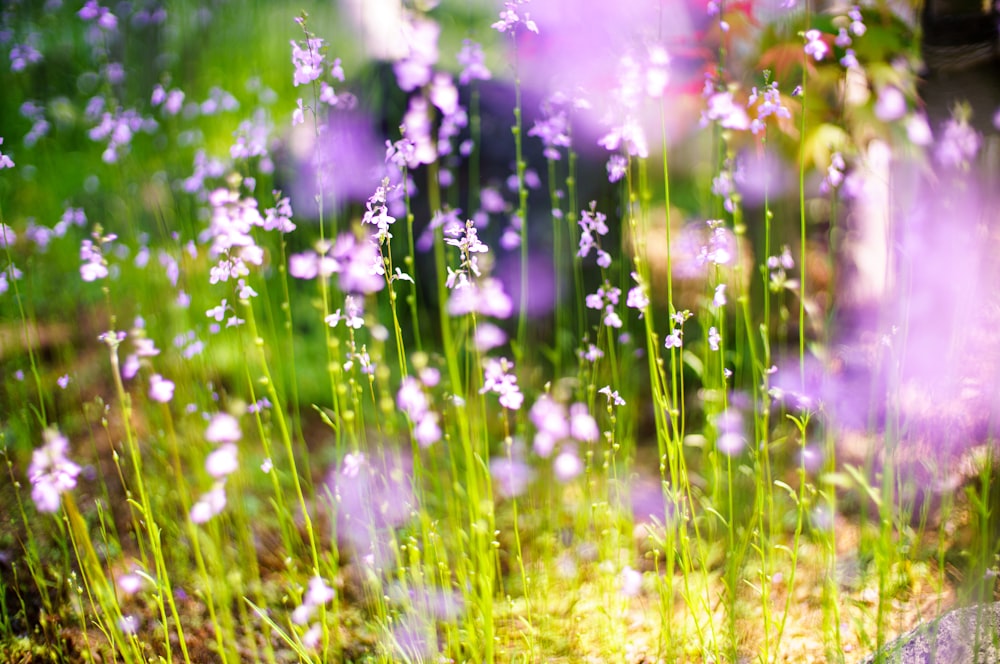 purple flower field at day time