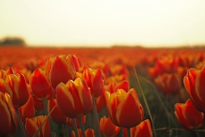 orange Tulips in bloom