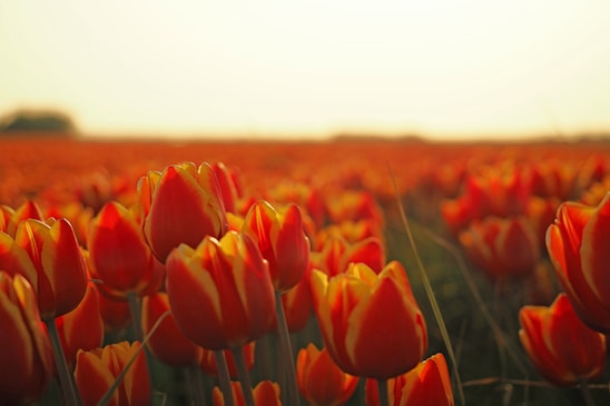 A vast field of orange and yellow tulips stretches toward the horizon under a warm, soft light. The petals of the tulips are in full bloom, creating a sea of vibrant flowers that captures the essence of spring. The background is slightly blurred, giving a sense of depth and expanse.