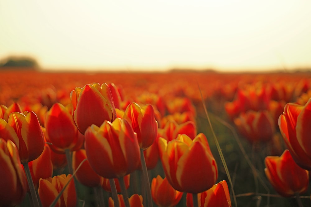 orange Tulips in bloom