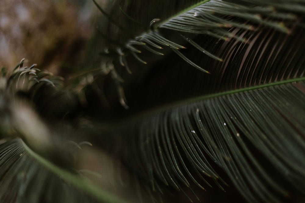 a close up of a palm leaf with a blurry background