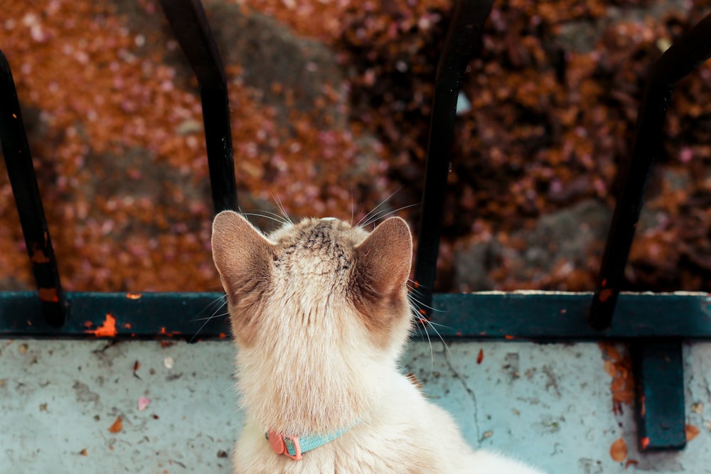 white cat near railing