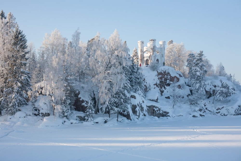 snow-coated trees during daytime