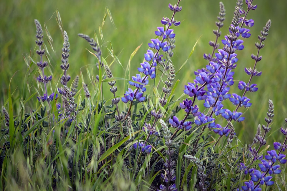 purple petaled flowers