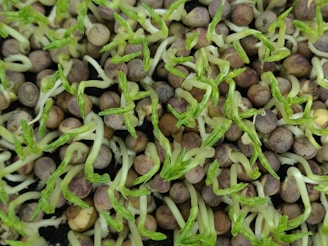 A close-up view of numerous pea sprouts emerging from seeds. The sprouts are light green with thin roots, and the seeds have a speckled brown appearance. The image showcases a dense cluster of these young, vibrant plants in the early stages of growth.