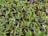 A close-up view of numerous pea sprouts emerging from seeds. The sprouts are light green with thin roots, and the seeds have a speckled brown appearance. The image showcases a dense cluster of these young, vibrant plants in the early stages of growth.