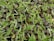 A close-up view of numerous pea sprouts emerging from seeds. The sprouts are light green with thin roots, and the seeds have a speckled brown appearance. The image showcases a dense cluster of these young, vibrant plants in the early stages of growth.