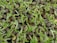 A close-up view of numerous pea sprouts emerging from seeds. The sprouts are light green with thin roots, and the seeds have a speckled brown appearance. The image showcases a dense cluster of these young, vibrant plants in the early stages of growth.