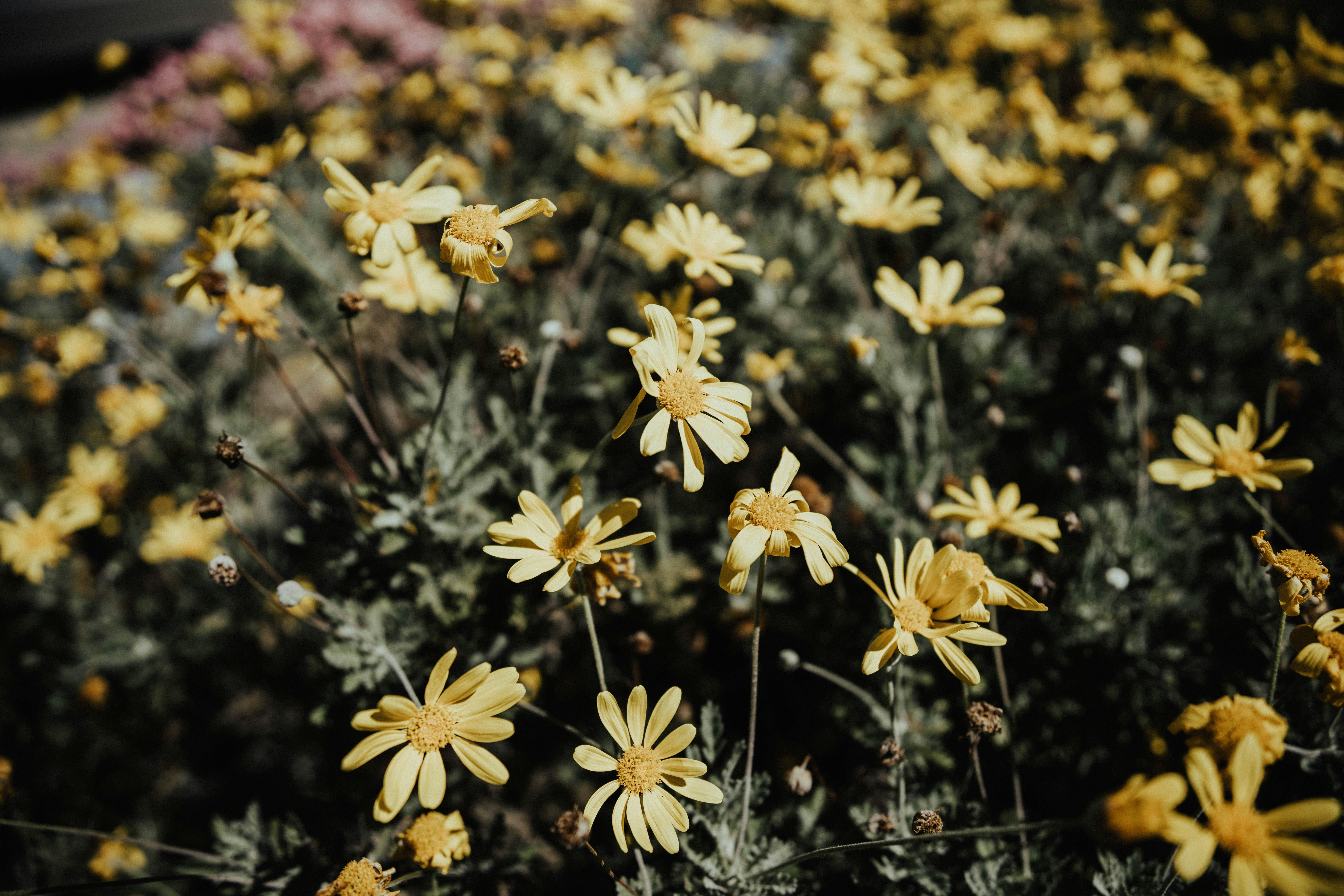 yellow petal flowers close-up photo, 