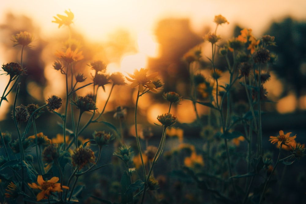 Gelbe Blumen blühen