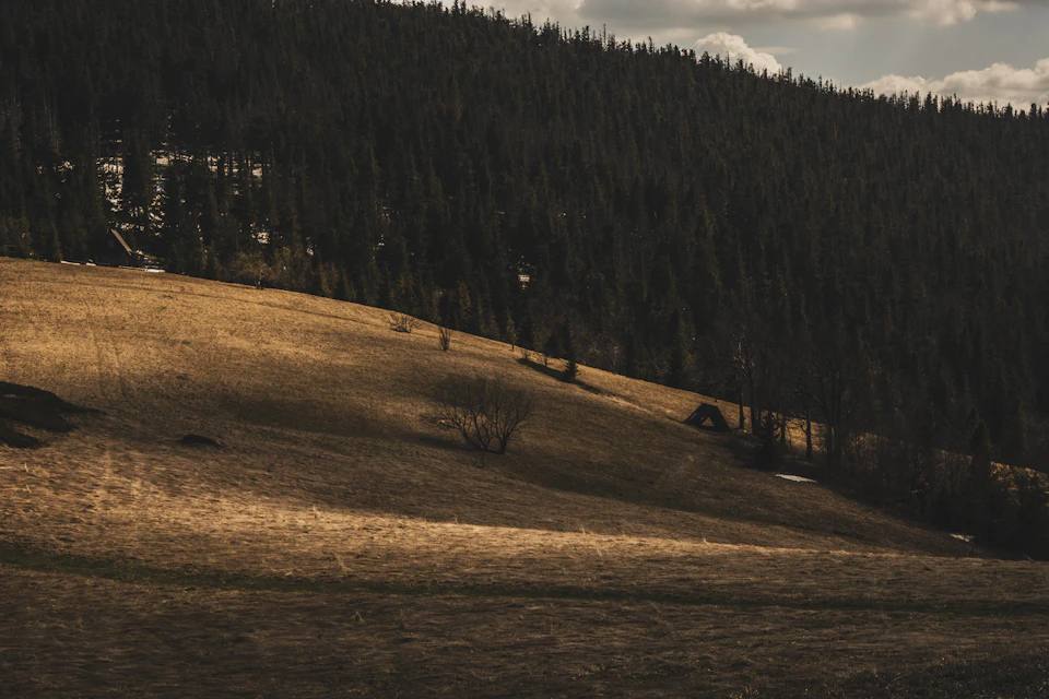 Serene landscape features a hill covered in dry grass and dotted with trees