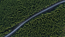 aerial photo of concrete road in between trees