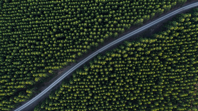 aerial photo of concrete road in between trees