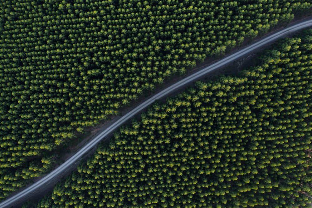 aerial photo of concrete road in between trees