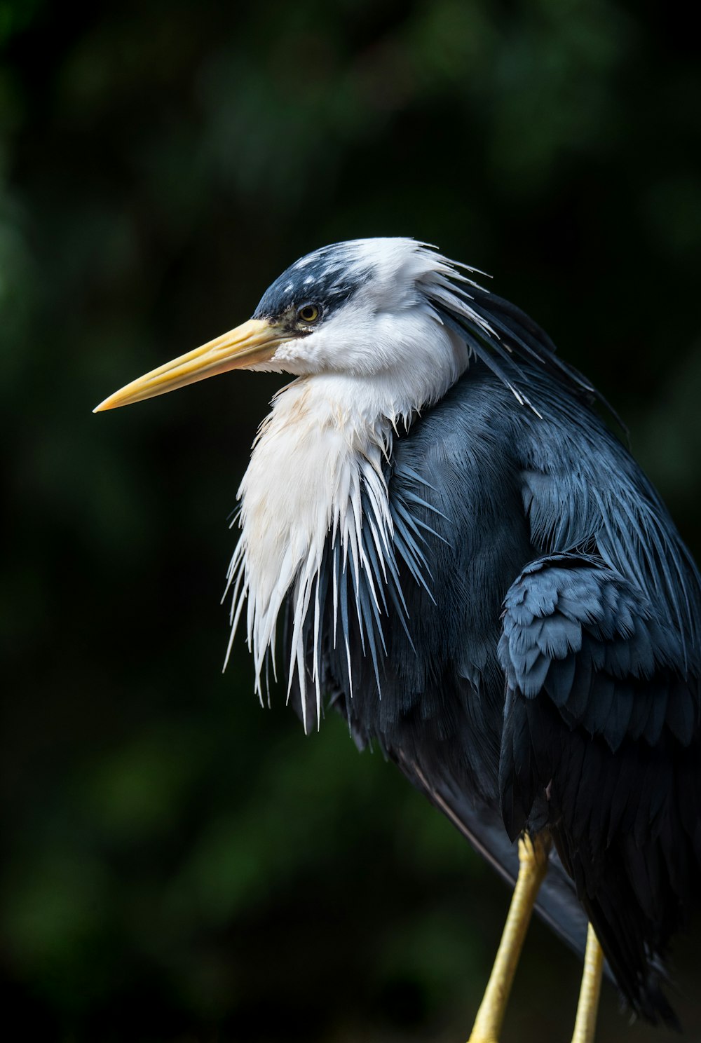 long-beaked white and black bird