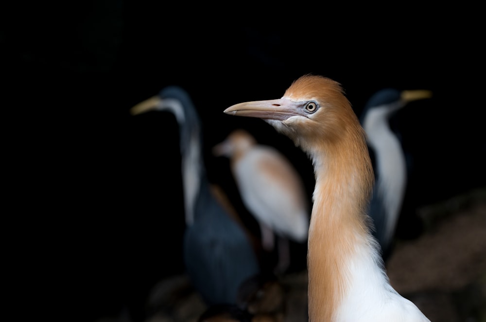 茶色の鳥