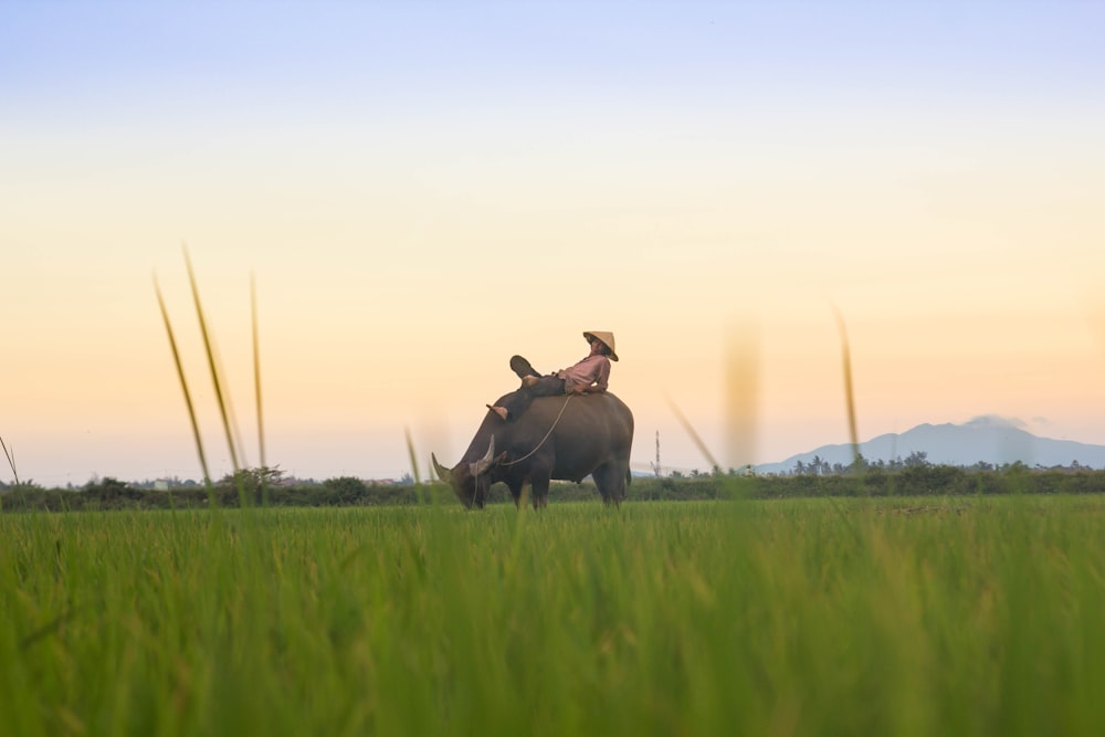 Persona montando búfalo negro en campos verdes