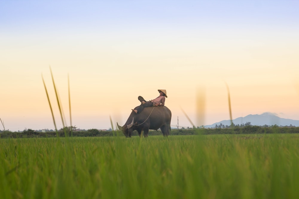 person riding black buffalo on green fields