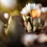 closeup photography of white-petaled flower