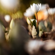 closeup photography of white-petaled flower