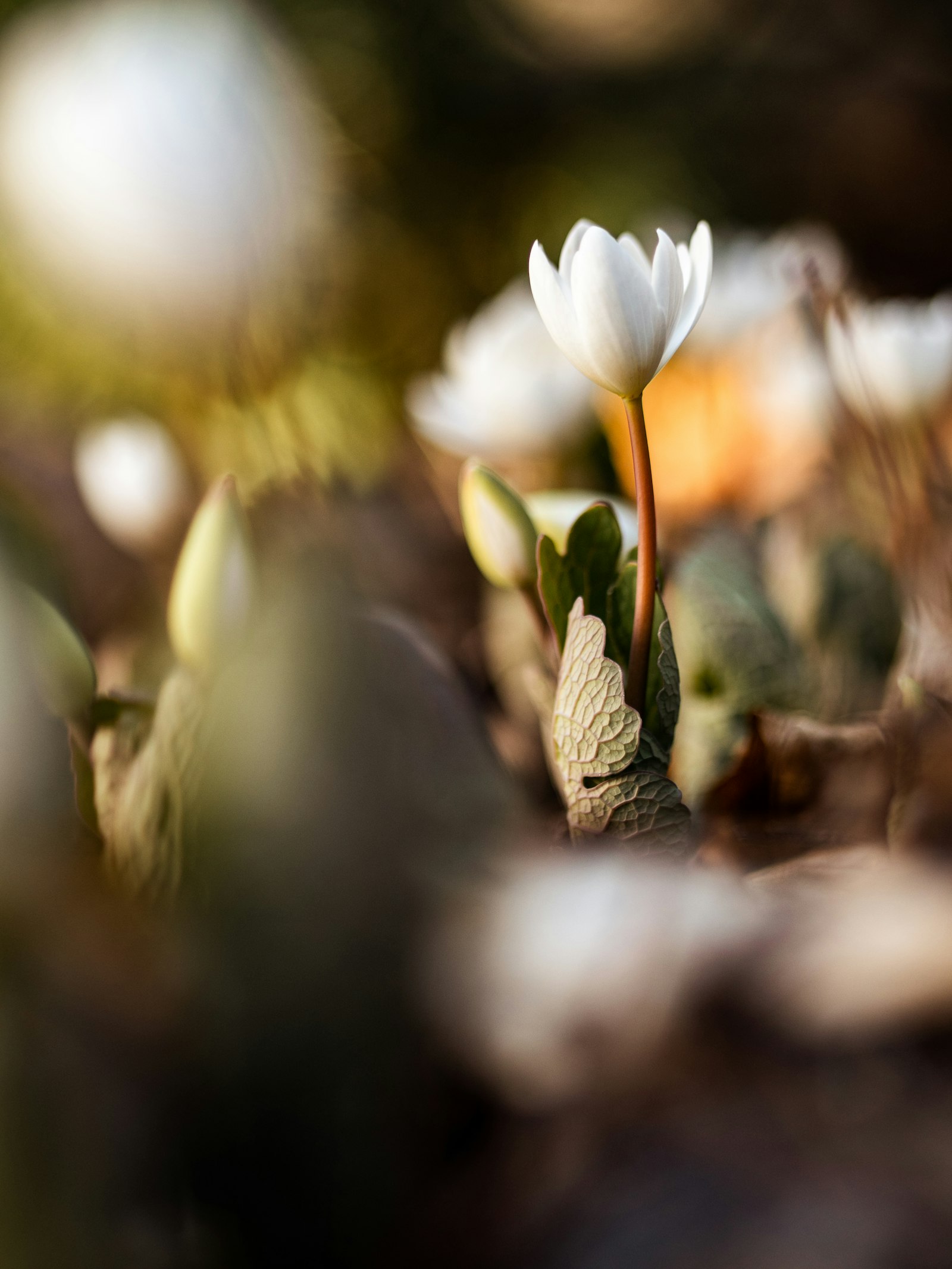 Panasonic Lumix G 42.5mm F1.7 ASPH Power OIS sample photo. Closeup photography of white-petaled photography