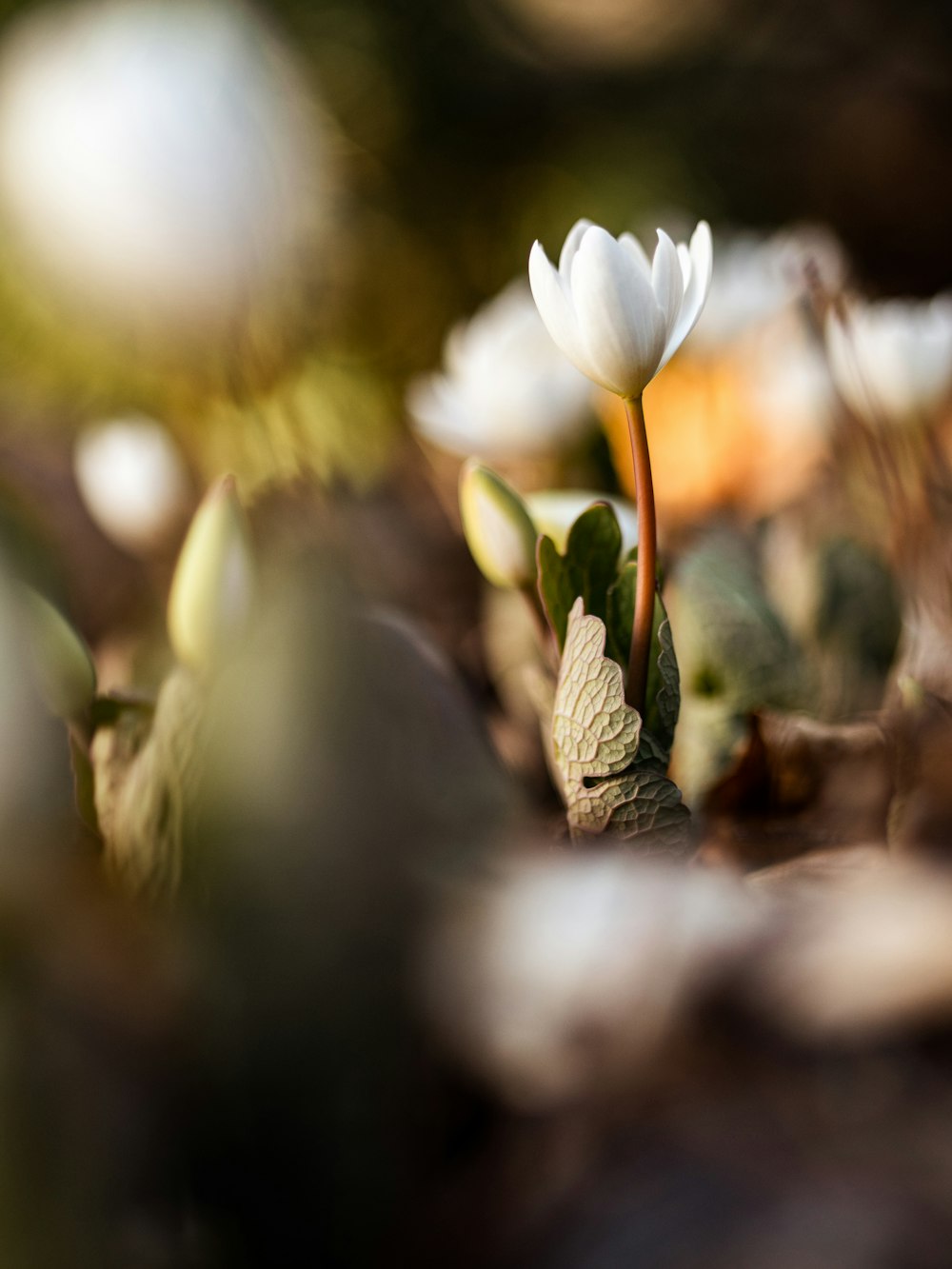 Fotografía de primer plano de flor de pétalos blancos