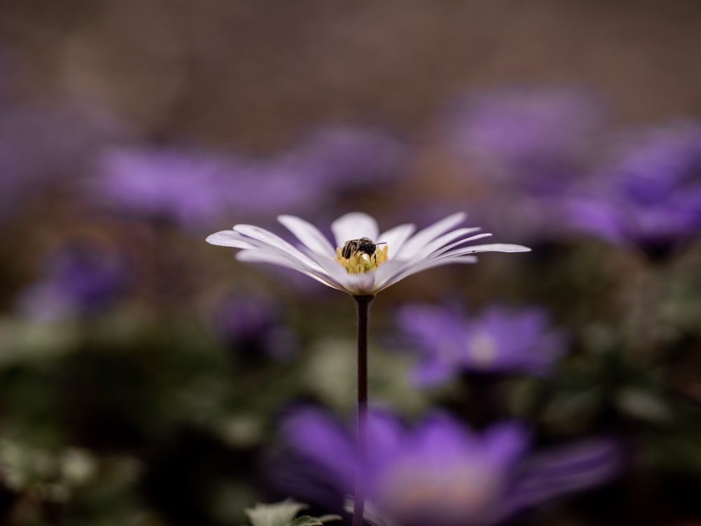 Photographie sélective de la fleur blanche