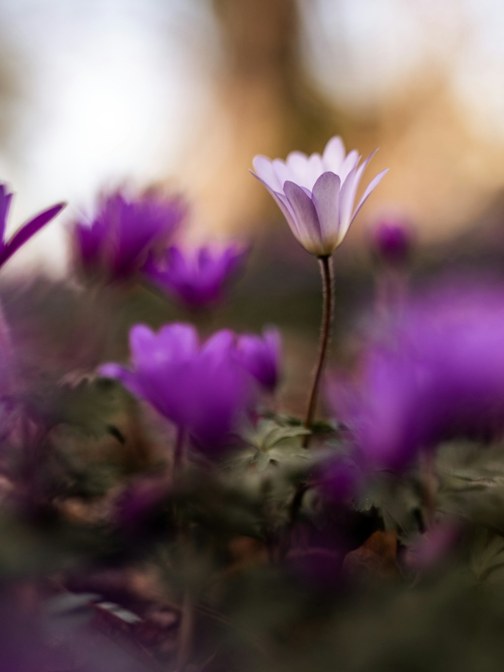 fleurs roses sur le sol