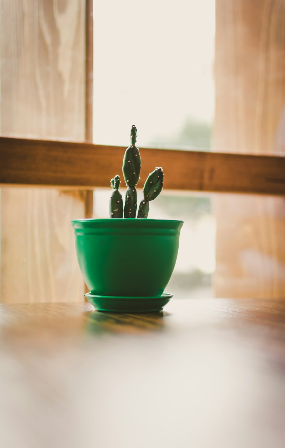 green cactus in green pot