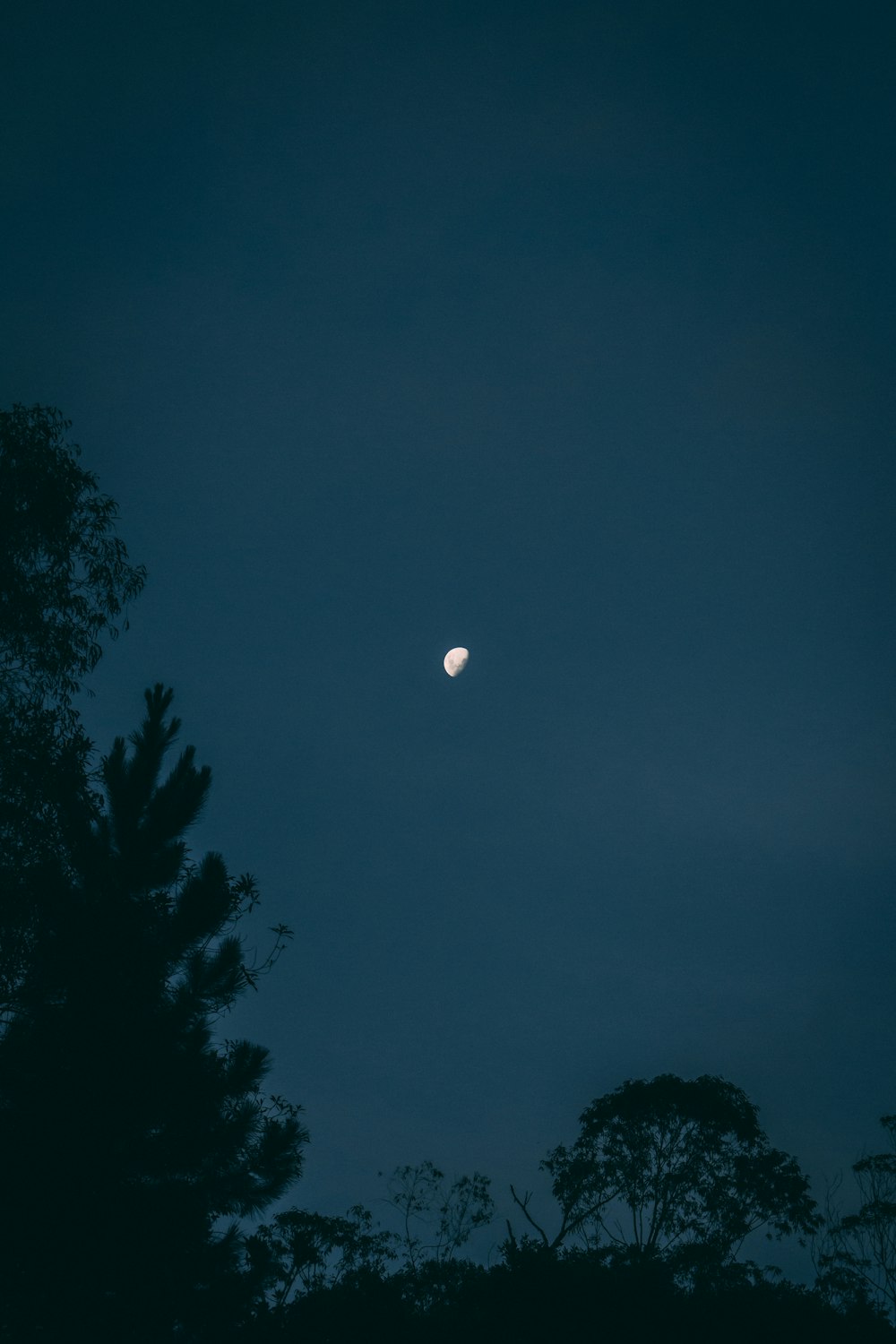 silhouette of trees during nighttime