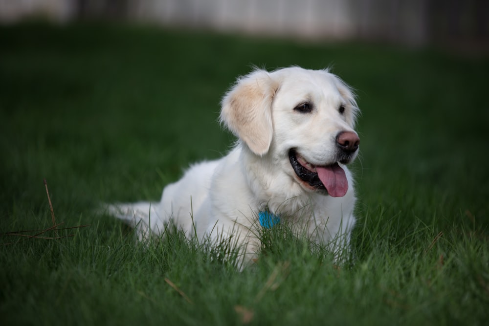 Fotografía de enfoque selectivo de perro blanco