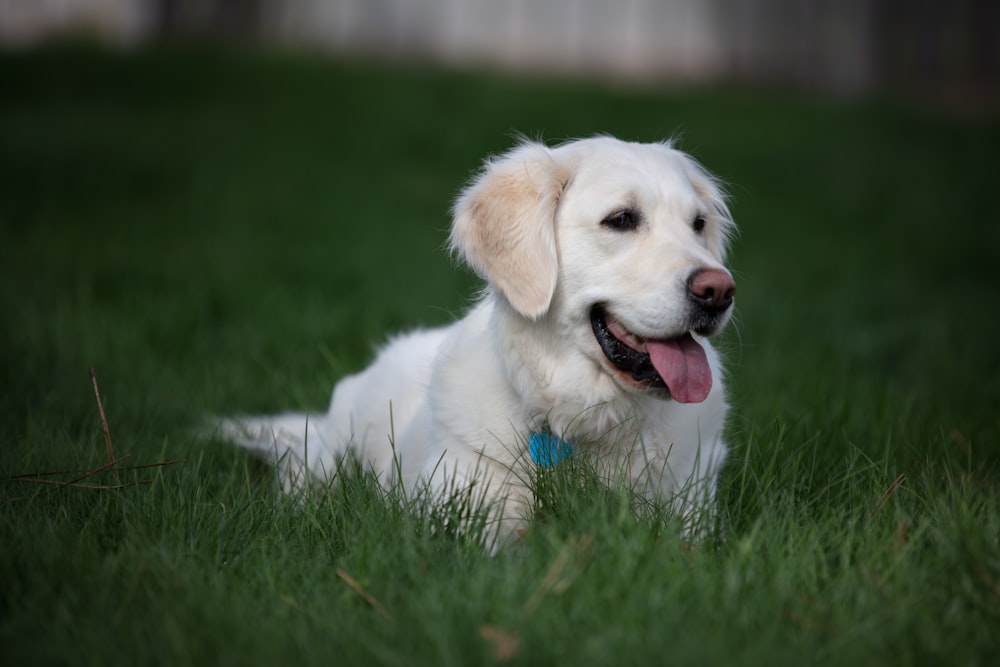selective focus photography of white dog