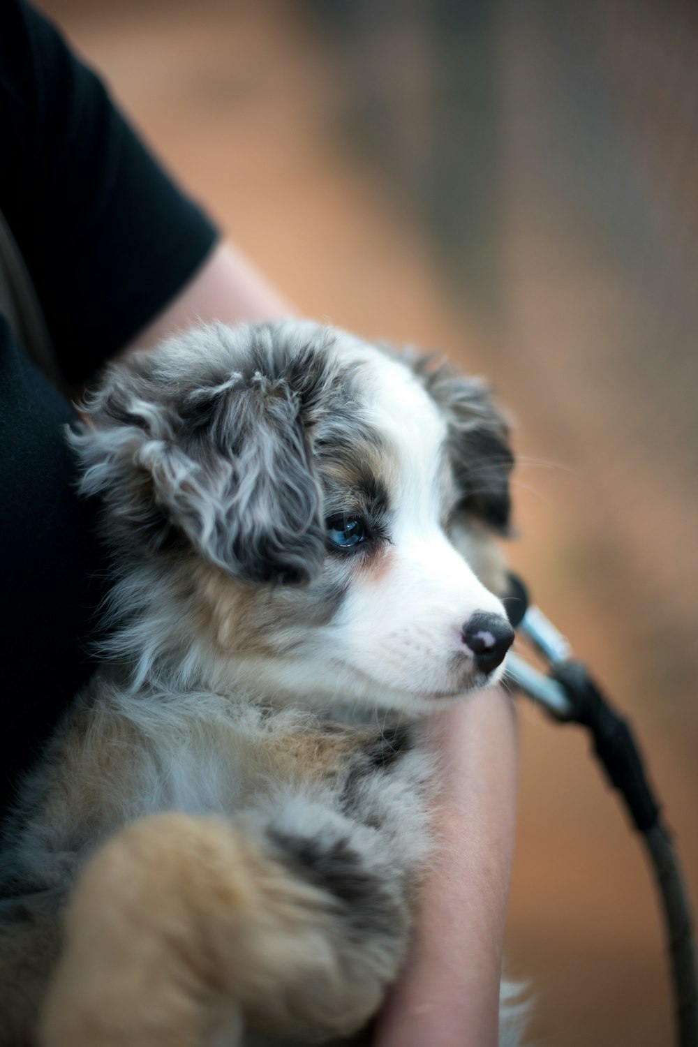short-coated white and brown puppy
