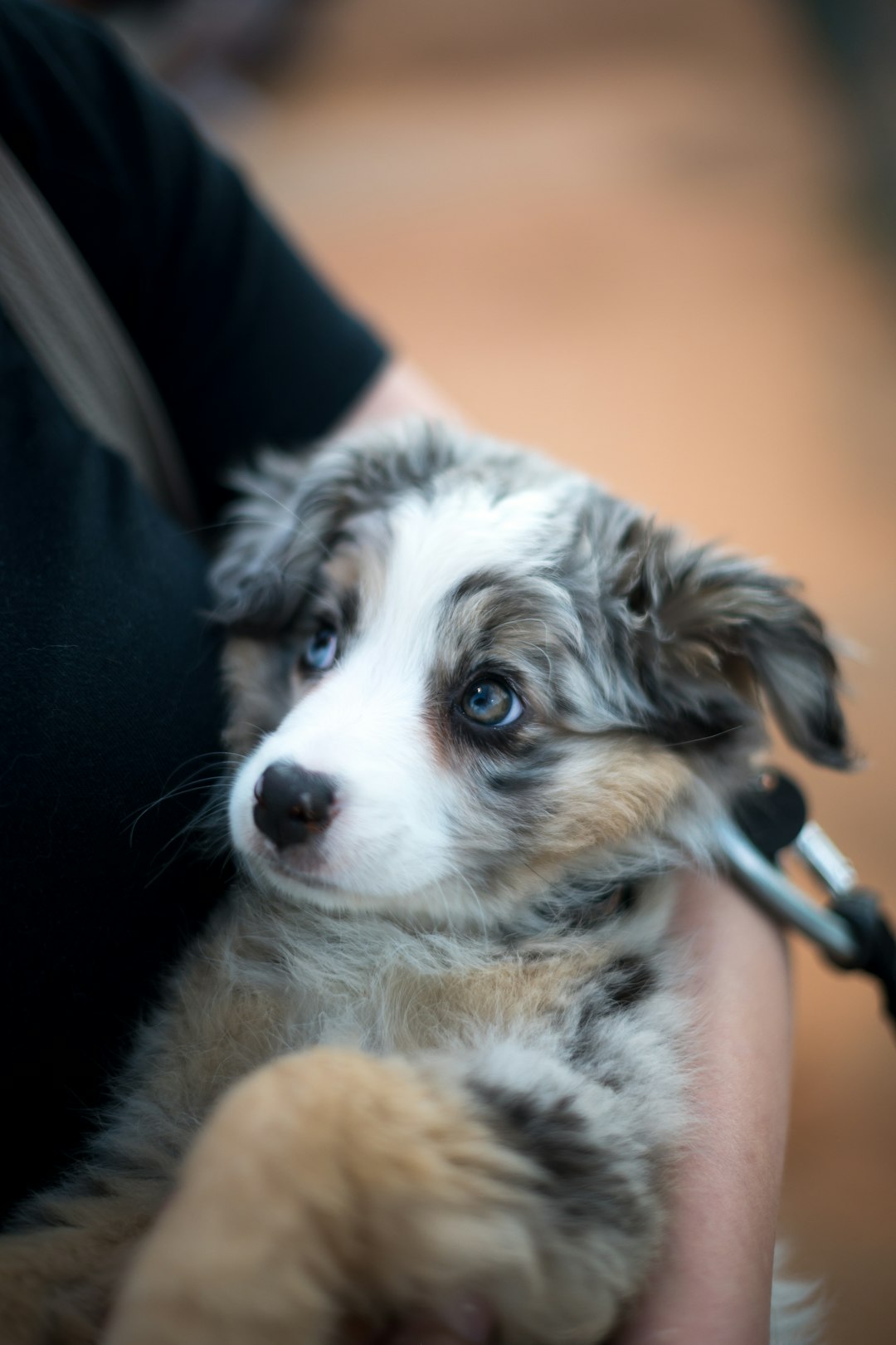 person holding puppy
