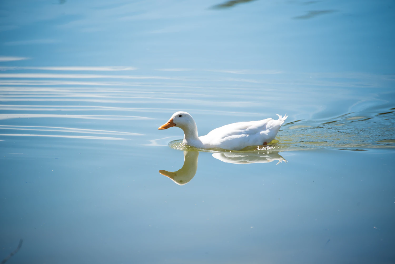 A duck photographed with the lens just above the water