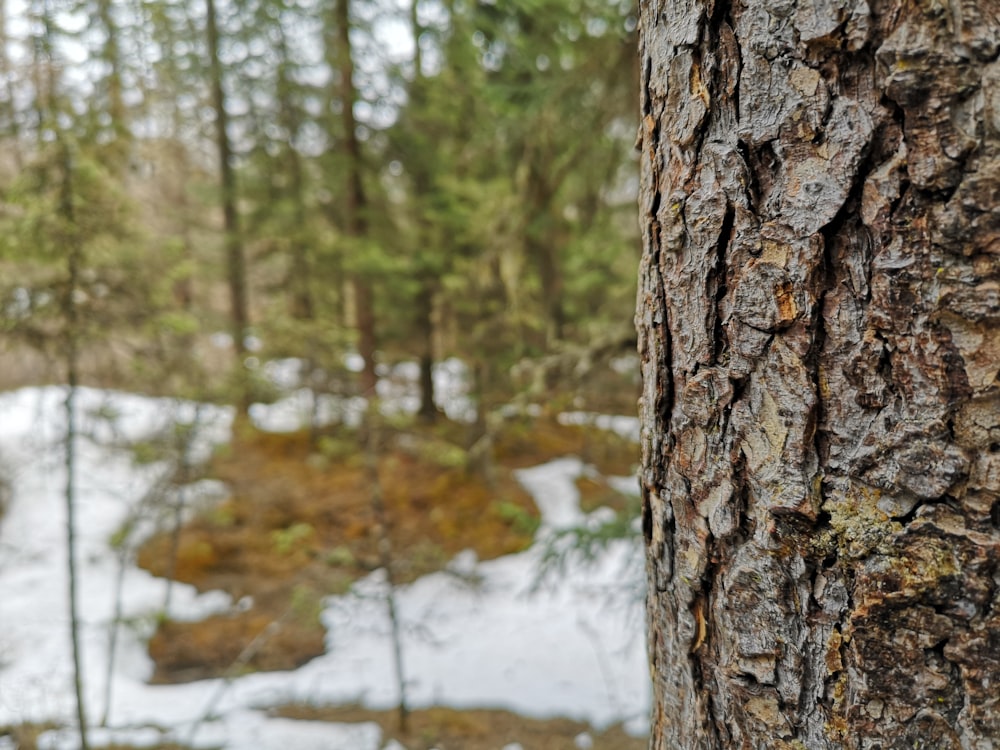 Vista cercana de la corteza de un árbol en el bosque