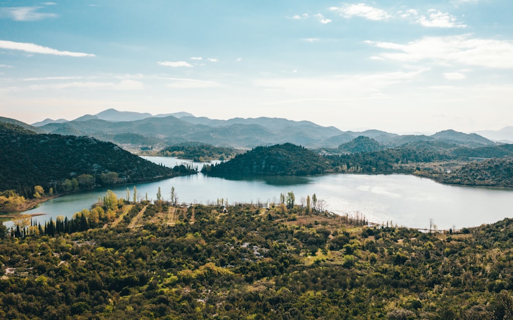 aerial view of trees near body of water