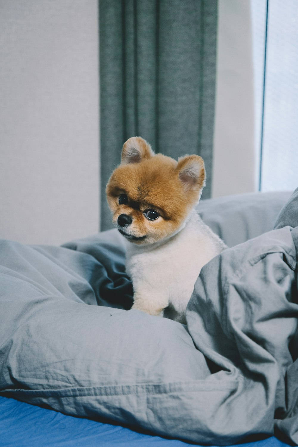 Pomeranian on gray pillow